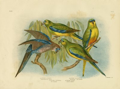 Orange-Bellied Grass-Parakeet, 1891 by Gracius Broinowski